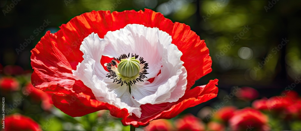 Aufkleber Detailed close up image of a white red Papaver orientale flower in a spring garden with a backdrop suitable for text or other elements. Copy space image. Place for adding text and design