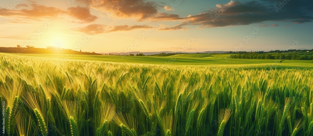 Canvas Prints A stunning aerial view of a green wheat field in the countryside at sunset with young and green spikelets adding beauty to the scene Copy space image