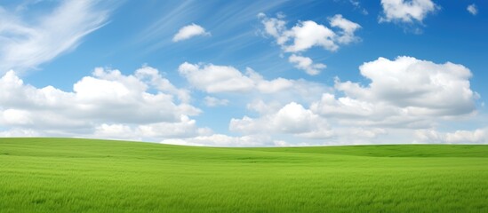 Fototapeta premium Lush grassy field under a clear blue sky with fluffy white clouds perfect for a copy space image