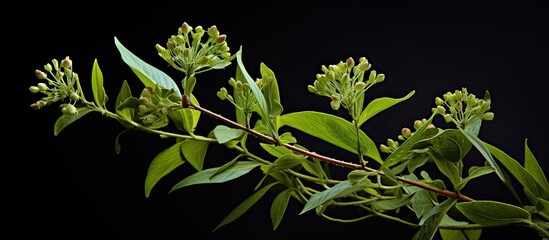 Euphorbia hirta known as asthma plant is a tropical weed from the Americas used in traditional herbal medicine in Central Java with brown copy space image