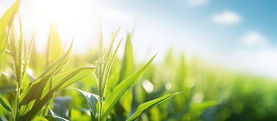 A sunny summer day with sunlight shining on a field of green corn creating a vibrant scene with a copy space image