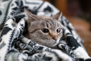 毛布から顔を出す猫　シャムトラ猫