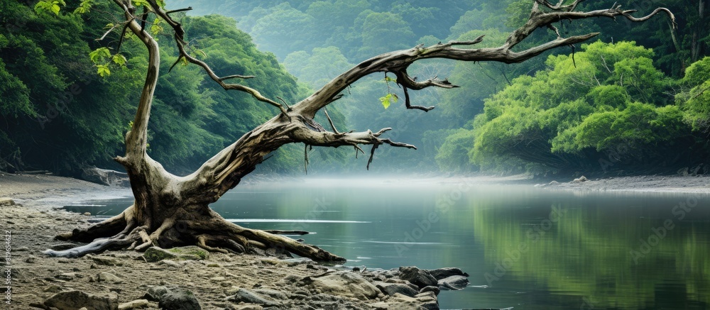 Poster a dead tree by the gentle stream with a background of papan lahat providing a serene setting for a l