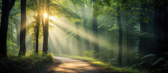 Obraz premium A forest path illuminated by sun rays with a copy space image
