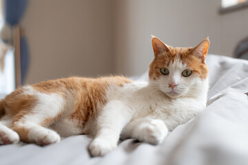 ベッドの上でくつろぐ可愛い猫　茶トラ白