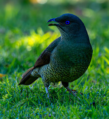 Bowerbird on grass