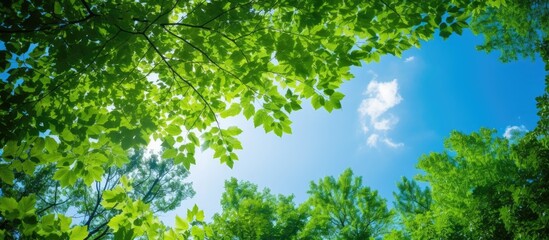 View from below of lush green trees in a forest under a clear blue sky with sunlight streaming through the leaves creating a beautiful copy space image