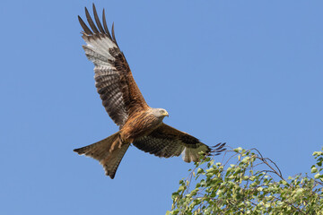 Red Kite in Flight above tree top.