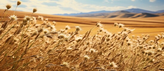 Egyptian fields feature the most popular cumin seeds plant with unripened cumin crop dry plants...