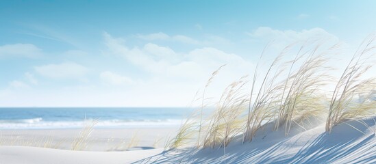 Sunny winter day at the beach grass with sand dunes with beautiful copy space image