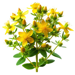 Obraz premium st john s wort plant on transparent background
