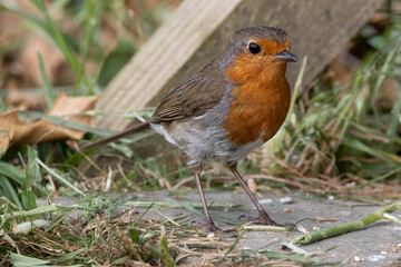 Robin on the ground 
