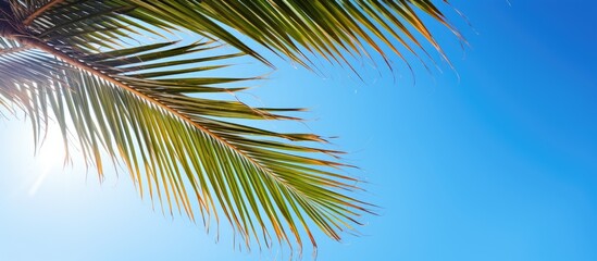 A palm tree or coconut branch with a blue sky in the background offering plenty of copy space image