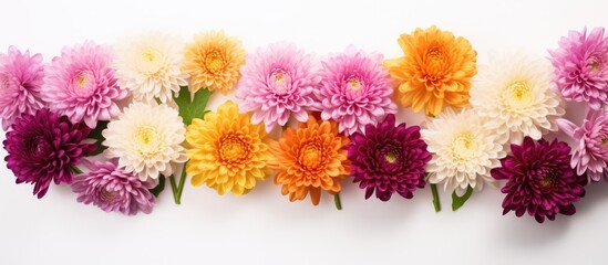 Colorful autumn flowers of chrysanthemum on a white background. Copy space image. Place for adding text and design