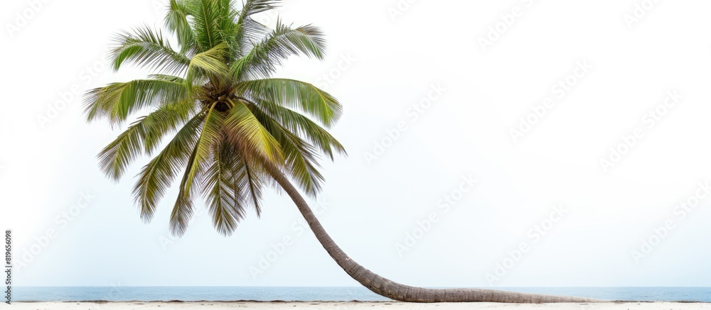 Aufkleber a coconut tree stands alone on a white background with ample copy space image available