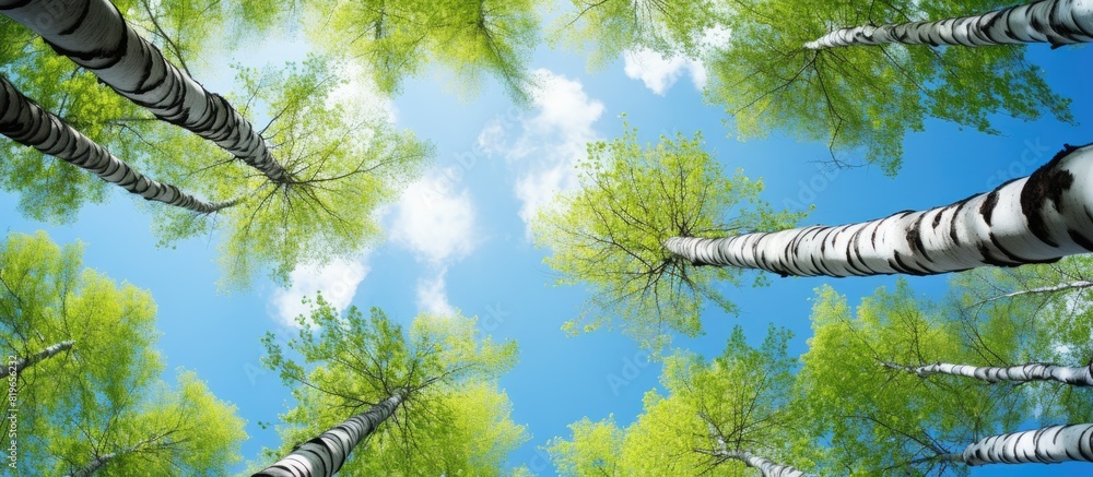 Poster a view upwards towards a birch grove during summer with a blue sky in the background perfect for a c