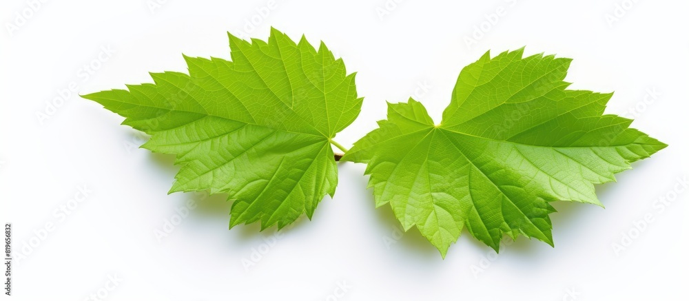 Poster isolated green leaf on a white backdrop with copy space image