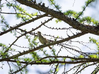 Bush Warbler singing on tree