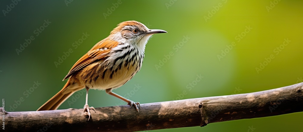 Poster puff throated babbler perched on a branch gazing into the distance with copy space image
