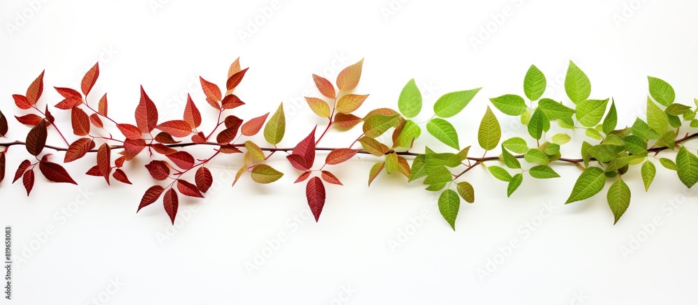 Poster isolated red and green leaves on a white background with copy space image