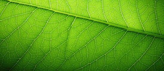 Green leaf s structure as a background with copy space image