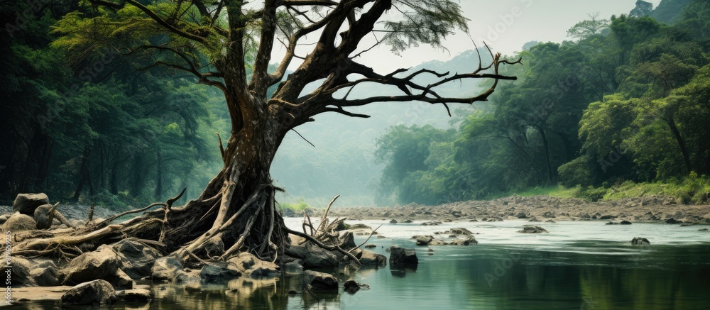 Poster a dead tree by the gentle stream with a background of papan lahat providing a serene setting for a l