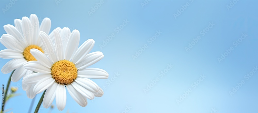Poster daisy with copy space image for your text and design needs
