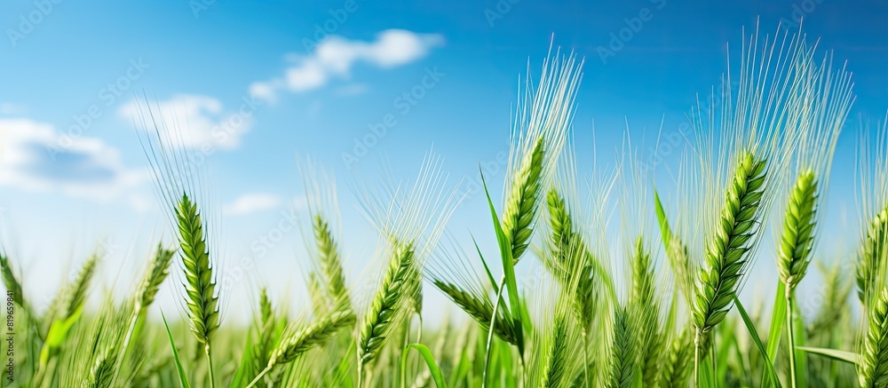 Canvas Prints Green wheat is thriving in the field with a backdrop of a clear blue sky and fluffy white clouds ideal for a copy space image