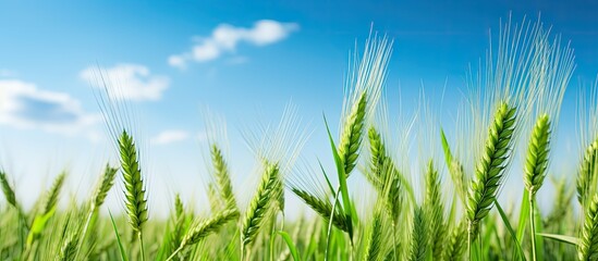 Green wheat is thriving in the field with a backdrop of a clear blue sky and fluffy white clouds ideal for a copy space image - Powered by Adobe