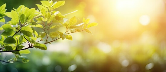 Obraz premium Copy space image featuring a bokeh background with blurred foliage and sunny summer light