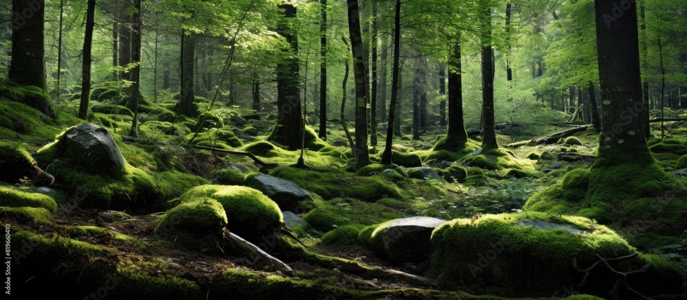Poster european forest showcasing forest floor texture with moss branches and ample copy space image