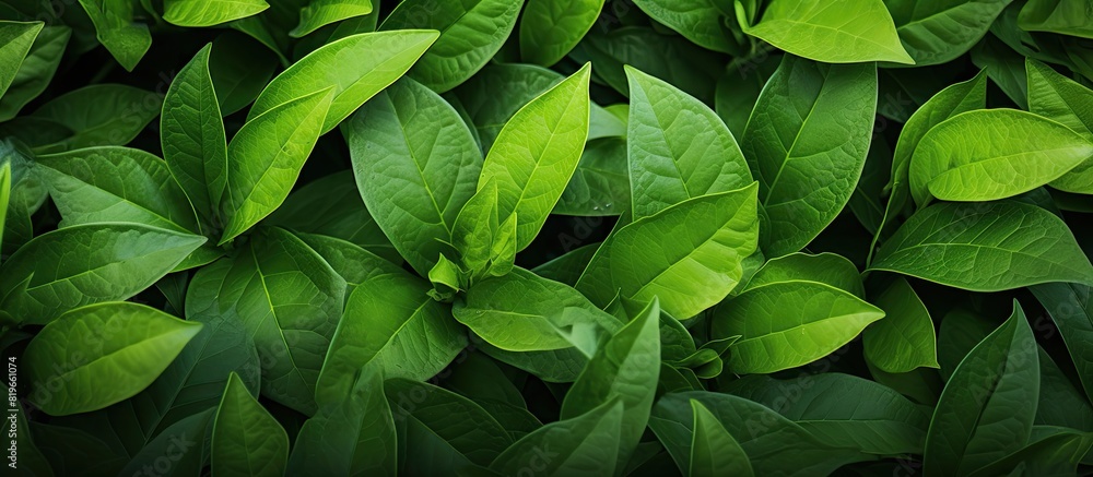 Aufkleber green leaves create a textured background ideal for a copy space image