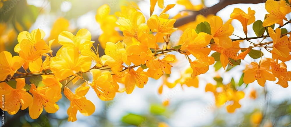 Aufkleber Ratchaphruek flowers in full bloom showcasing their beautiful yellow color against a blurred natural background with space for text or images. Copy space image. Place for adding text and design