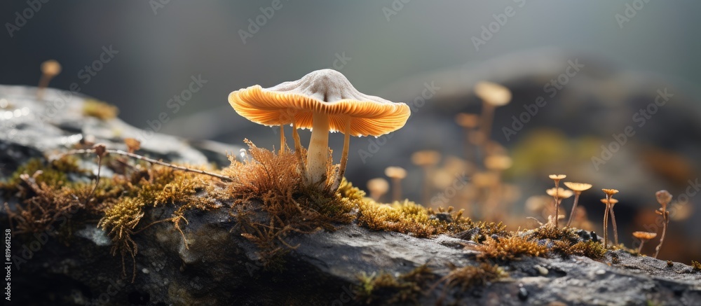 Poster a fungus growing on the stone surface with ample copy space image around it