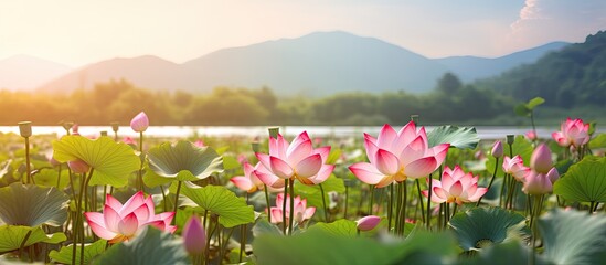 Pink lotus flower blooming season in the countryside with selective focus creating a panoramic view for a copy space image