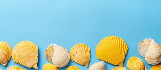 Top view of a summer themed seashell pattern against a blue and yellow background with space for text or images. Copy space image. Place for adding text and design