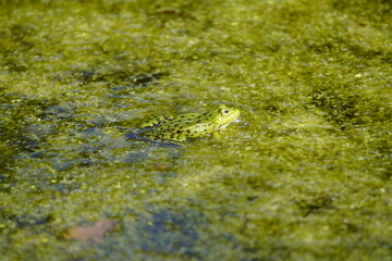 The edible frog (Pelophylax kl. esculentus) is a species of common European frog. Hanover - Berggarten, Germany.