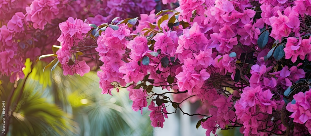 Poster A cluster of bougainvillea flowers in shades of purple and pink set against a leafy backdrop creating a vibrant display on the tree with copy space image