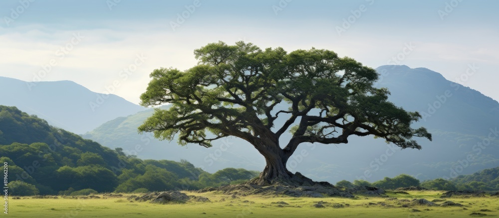 Poster soft focus image of a relic quercus pubescens oak tree thriving in the highlands with a serene backg