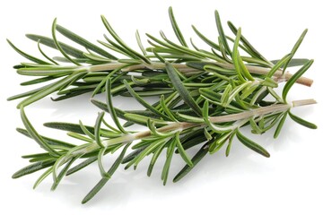 Fototapeta premium Rosemary Leaves on White Background - Fragrant Herb Assortment of Foliage