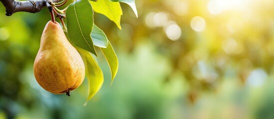 A ripe pear fruit growing on a tree in the lush fruit garden with a clear background for copy space image