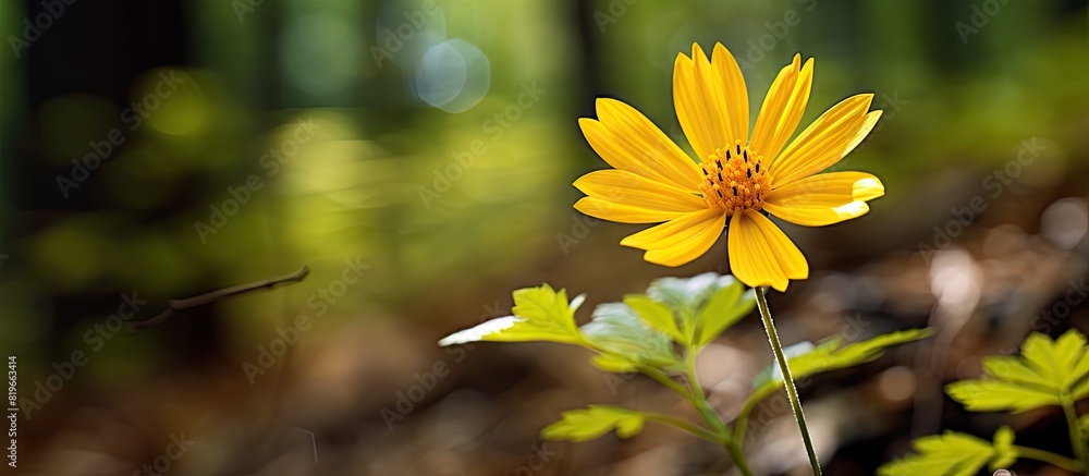 Poster close up view of a spring wild flower in the forest with a yellow tone ideal for a copy space image