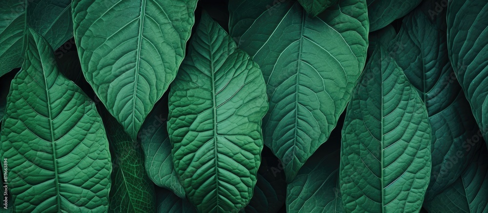Poster texture background made of macro leaves with copy space image