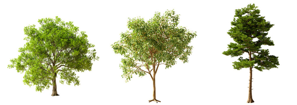 Transparent Highly Detailed Daylight Summer Autumn Trees Assets Collection Group of Trees Realistic Cutout Set On Empty Background 3D Rendering