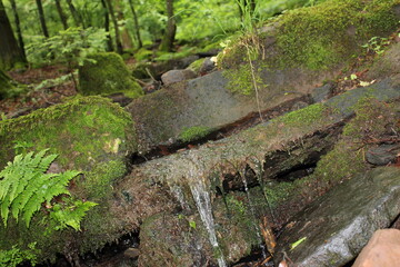 Bach im Wald