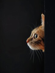 Frightened cat peeks out from behind a corner on a black background, with copy space, created with,4k