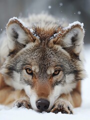 a sad baby wolf looking at me ask for forgiveness, very sad he lowers his head, colorfull, winter, snow,4k