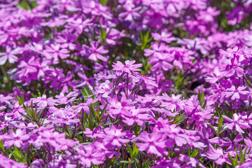 芝桜（スプラータ）Phlox subulata