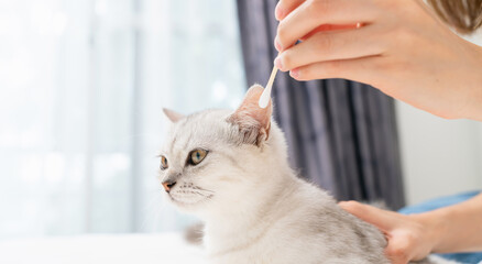 Hand use cotton with earwax cleaning of small white kitten with black stripes, cat Scottish fold...