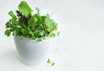 Plant pot with salad and herbs